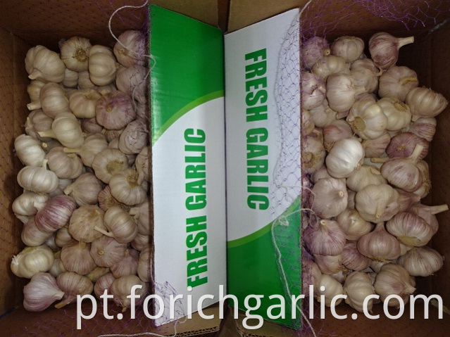 Fresh Garlic Export